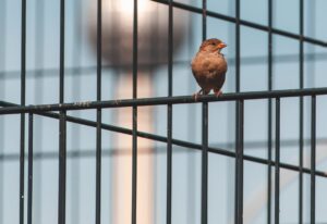 Moderne Zäune: Warum klare Linien wieder gefragt sind
